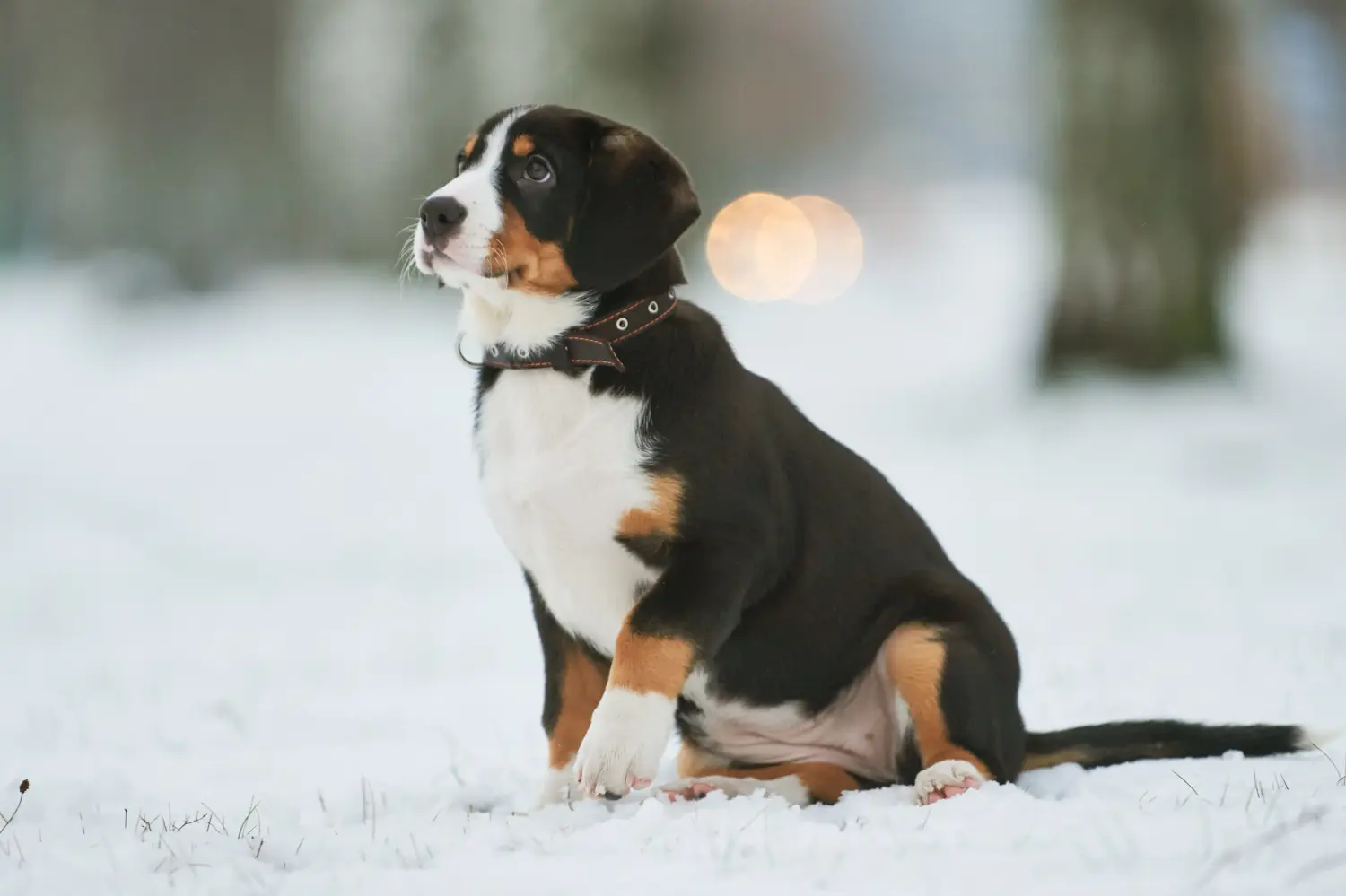 Buying an Entlebuch Mountain Dog puppy means taking responsibility! Buy Entlebuch Mountain Dog puppies.