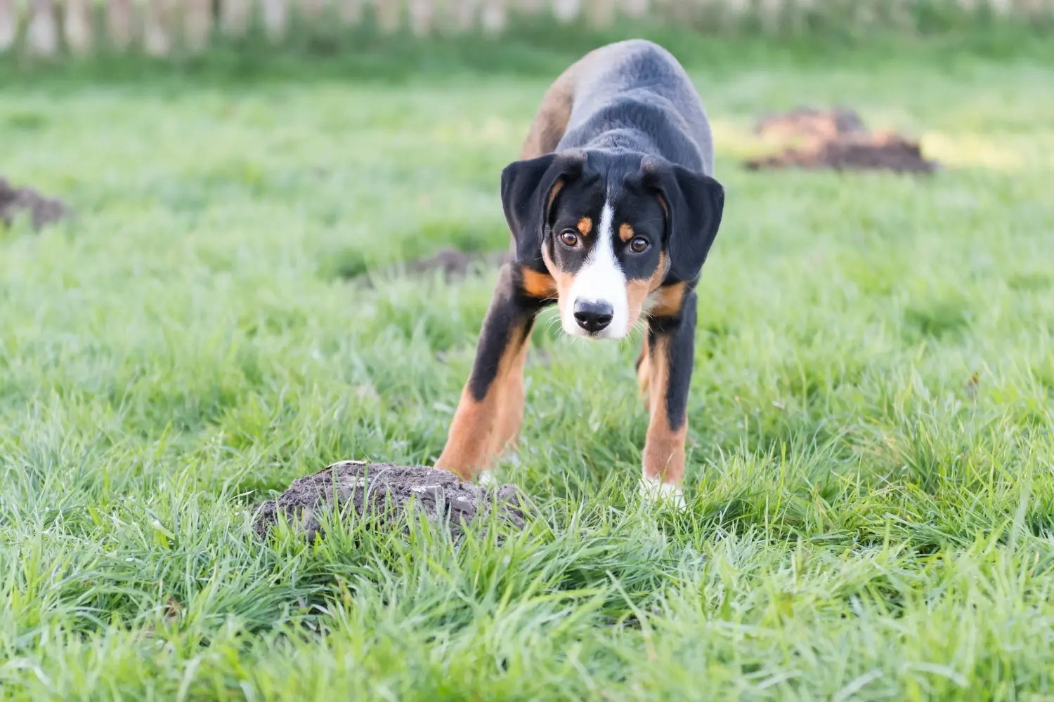 Buying an Entlebuch Mountain Dog puppy means taking responsibility! Buy Entlebuch Mountain Dog puppies.