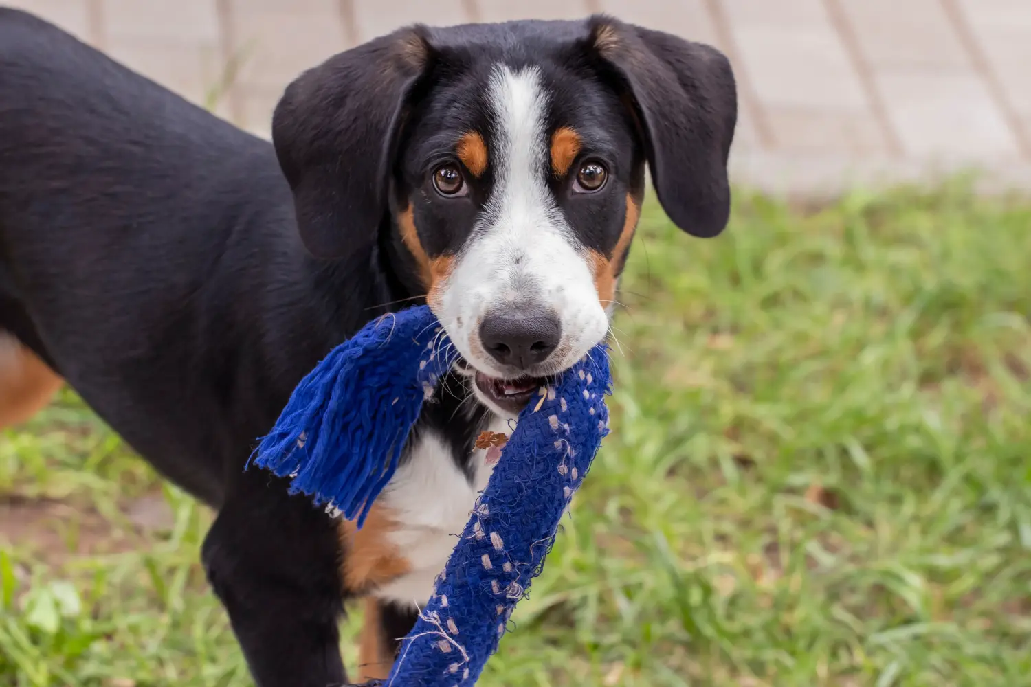 Buying an Entlebuch Mountain Dog puppy means taking responsibility! Buy Entlebuch Mountain Dog puppies.