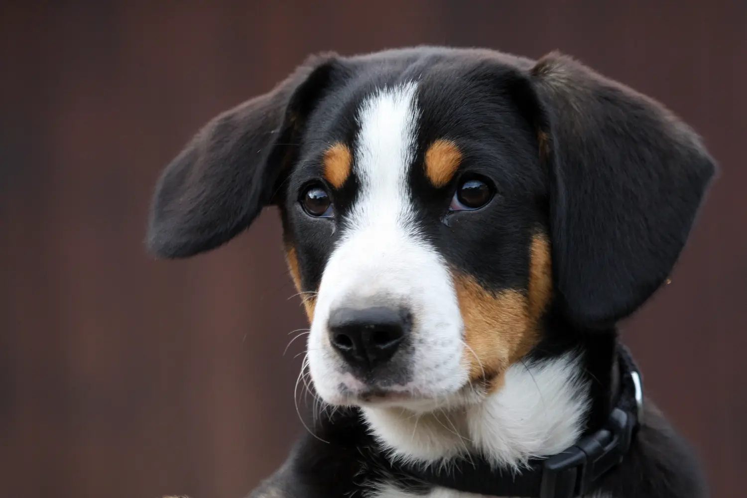 Buying an Entlebuch Mountain Dog puppy means taking responsibility! Buy Entlebuch Mountain Dog puppies.