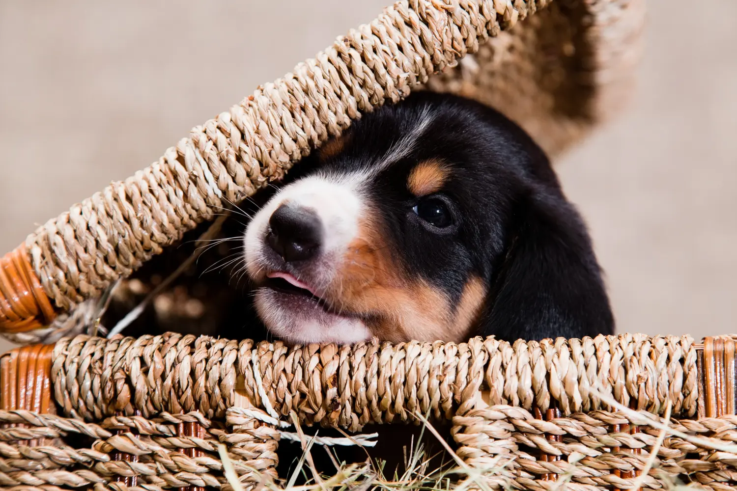 Buying an Entlebuch Mountain Dog puppy means taking responsibility! Buy Entlebuch Mountain Dog puppies.