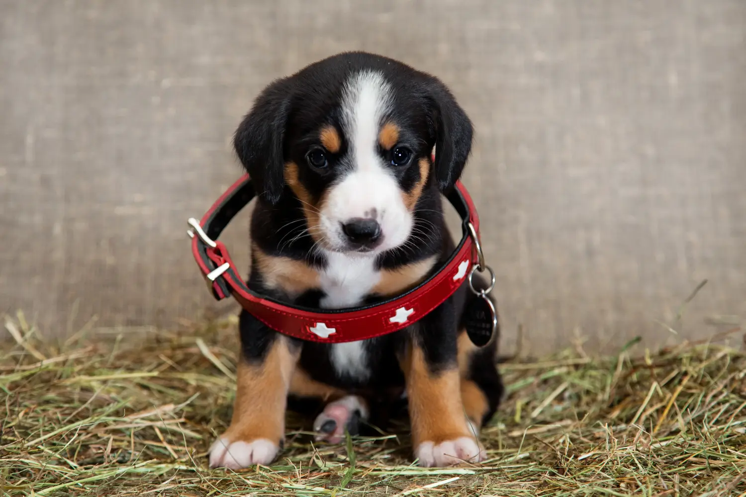 Buying an Entlebuch Mountain Dog puppy means taking responsibility! Buy Entlebuch Mountain Dog puppies.