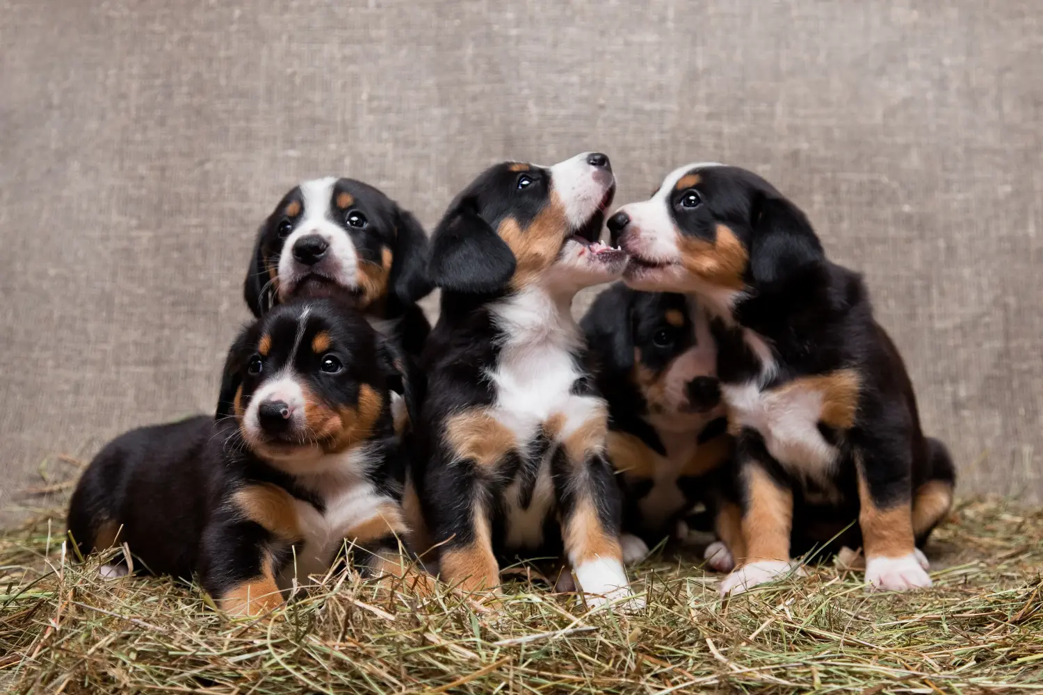 Buying an Entlebuch Mountain Dog puppy means taking responsibility! Buy Entlebuch Mountain Dog puppies.
