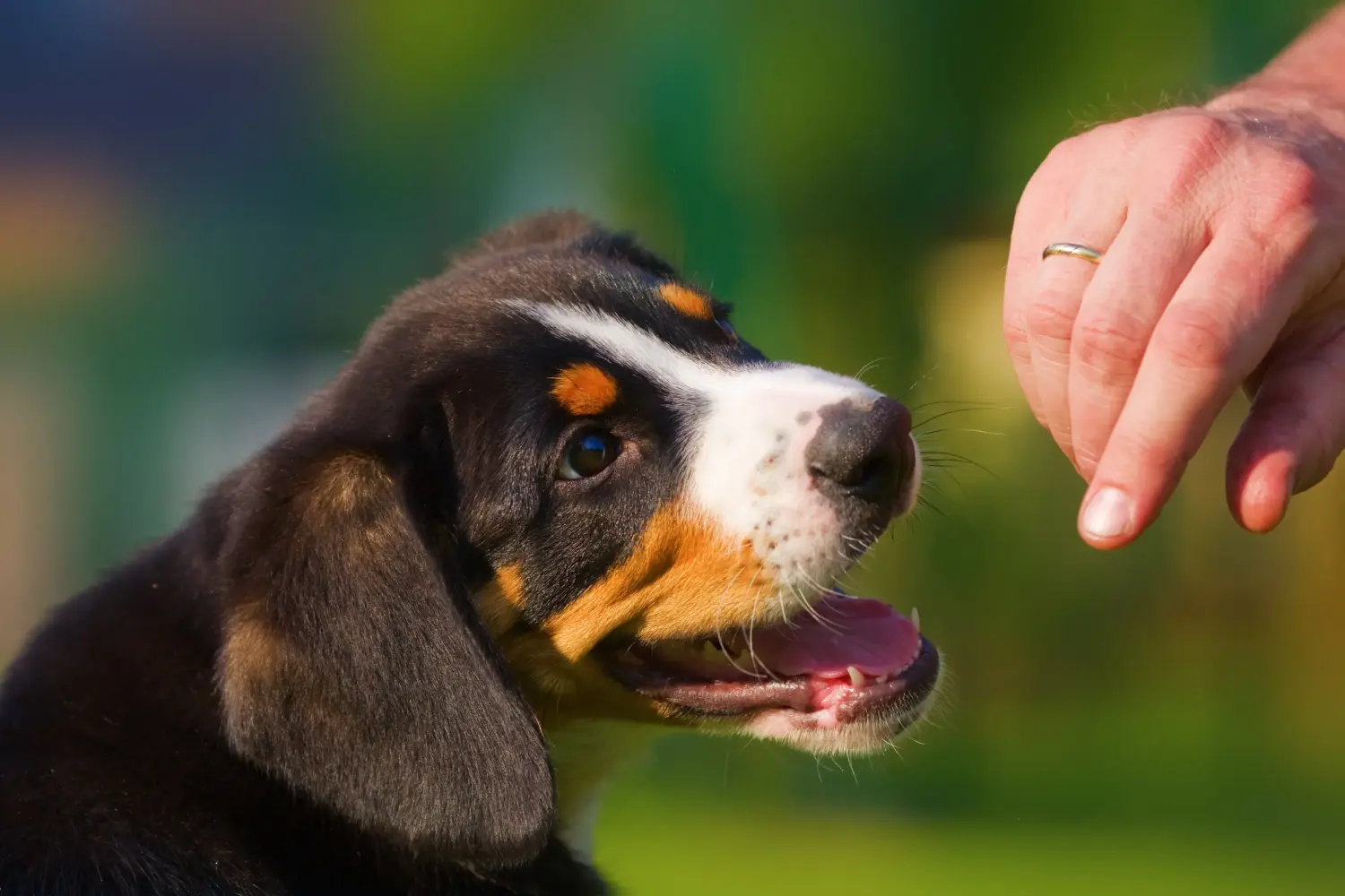 Buying an Entlebuch Mountain Dog puppy means taking responsibility! Buy Entlebuch Mountain Dog puppies.