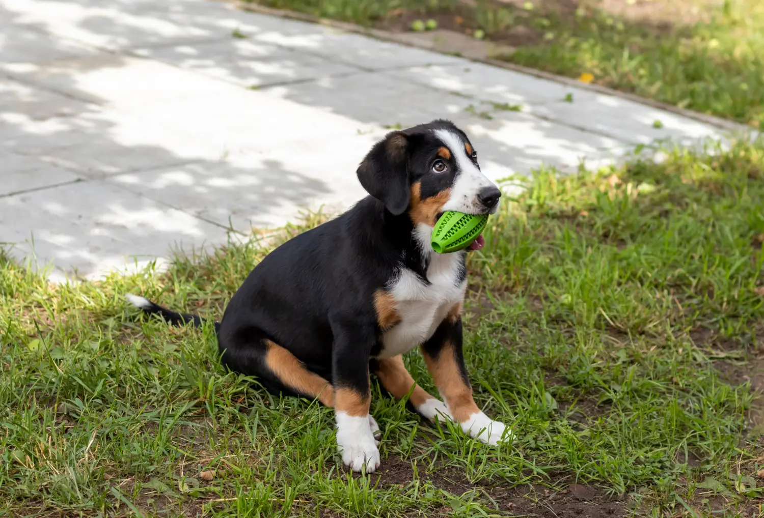 Buying an Entlebuch Mountain Dog puppy means taking responsibility! Buy Entlebuch Mountain Dog puppies.