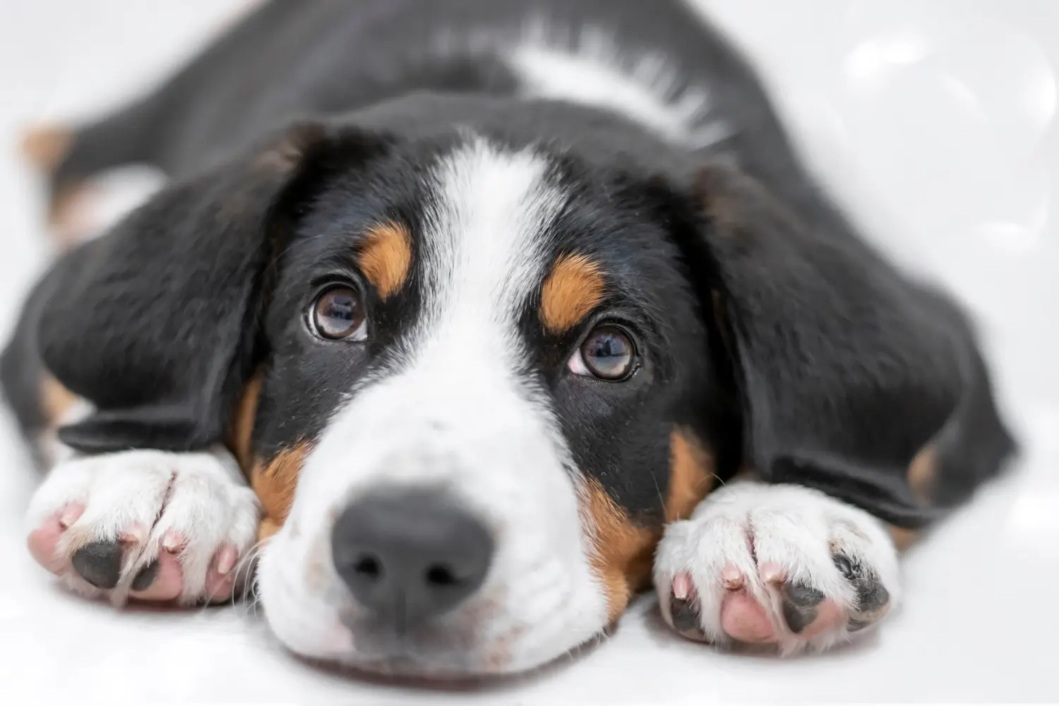 Buying an Entlebuch Mountain Dog puppy means taking responsibility! Buy Entlebuch Mountain Dog puppies.