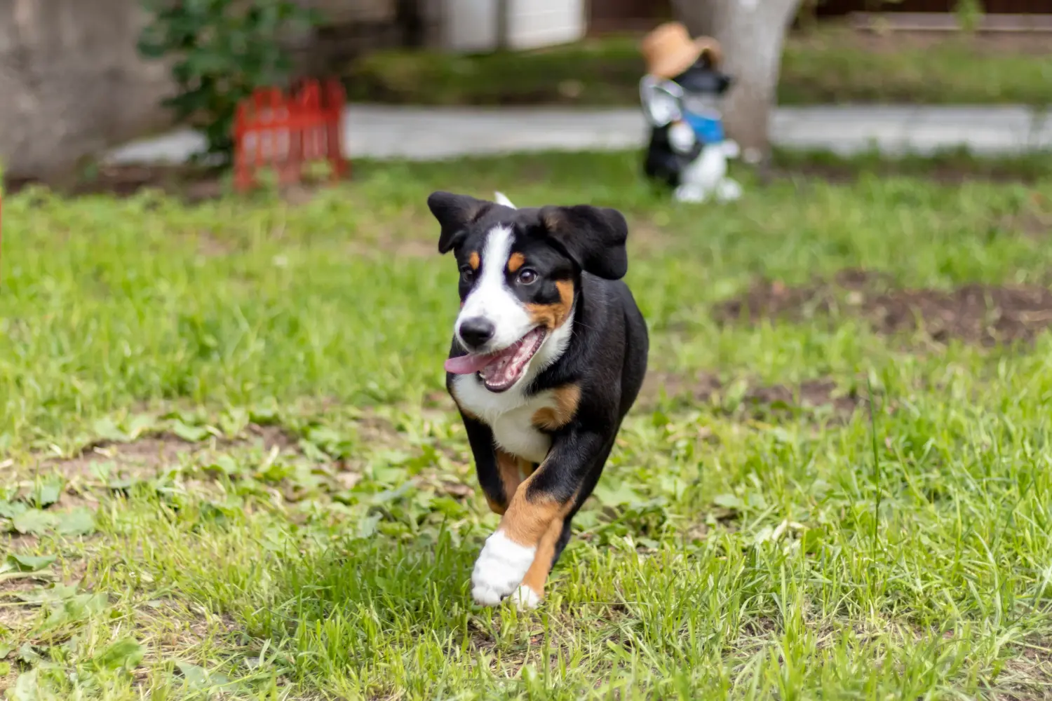 Buying an Entlebuch Mountain Dog puppy means taking responsibility! Buy Entlebuch Mountain Dog puppies.
