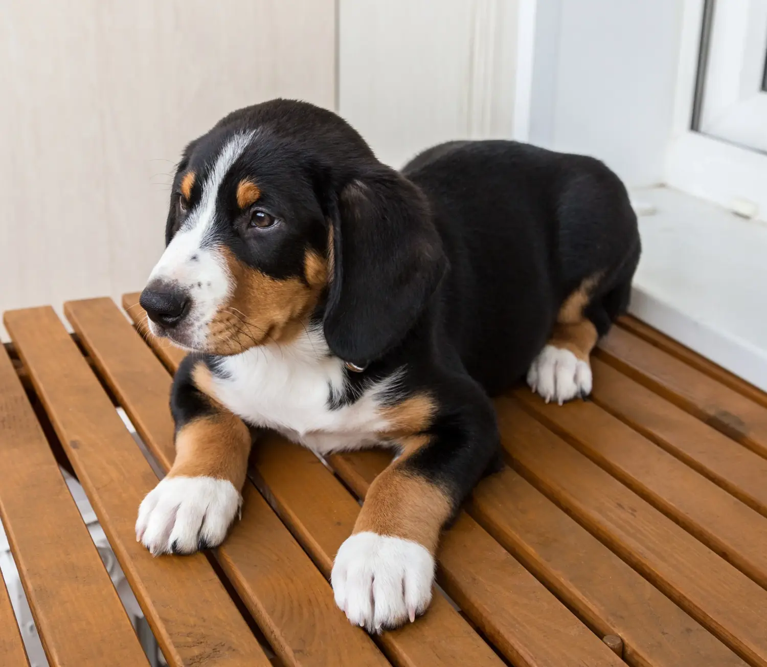 Buying an Entlebuch Mountain Dog puppy means taking responsibility! Buy Entlebuch Mountain Dog puppies.