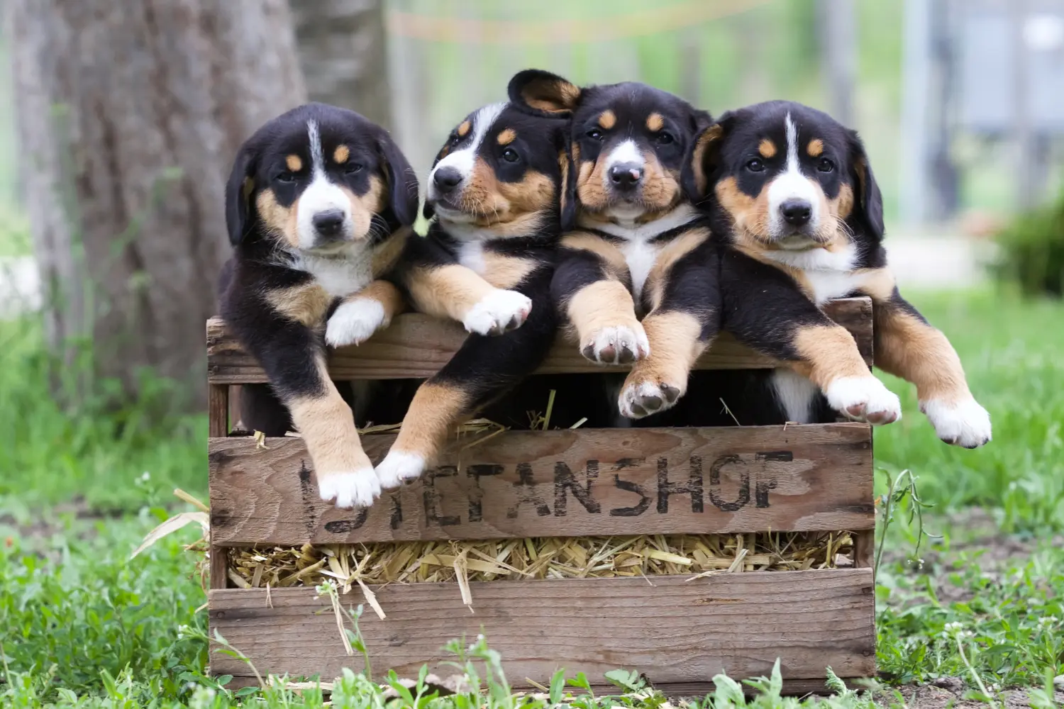 Buying an Entlebuch Mountain Dog puppy means taking responsibility! Buy Entlebuch Mountain Dog puppies.