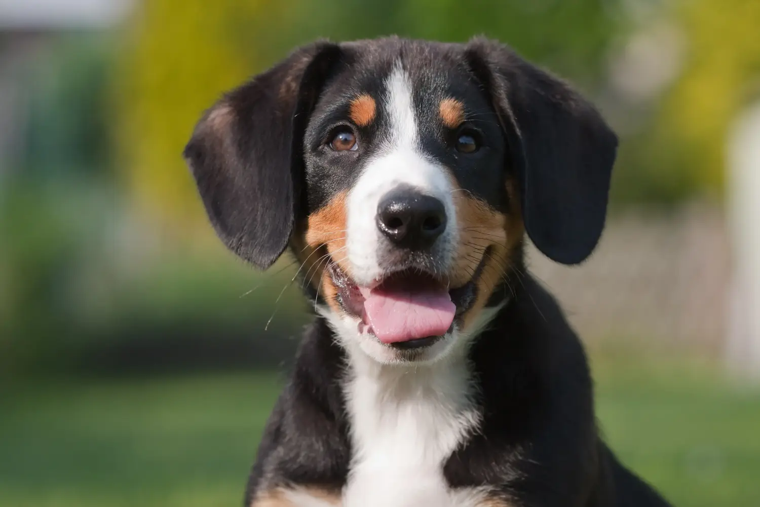 Buying an Entlebuch Mountain Dog puppy means taking responsibility! Buy Entlebuch Mountain Dog puppies.