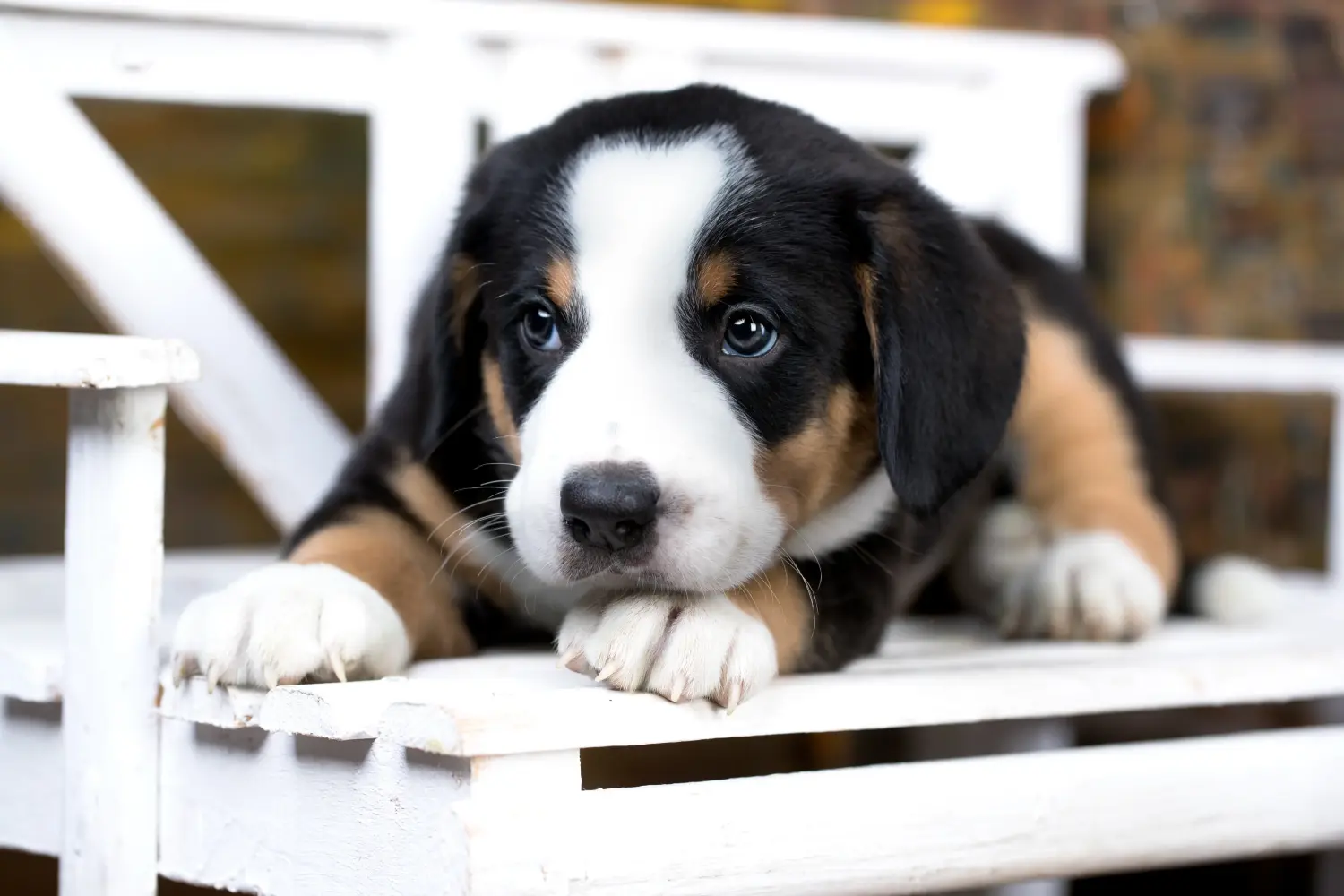 Buying an Entlebuch Mountain Dog puppy means taking responsibility! Buy Entlebuch Mountain Dog puppies.