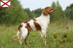 Read more about the article Epagneul Breton breeders and puppies in Alabama