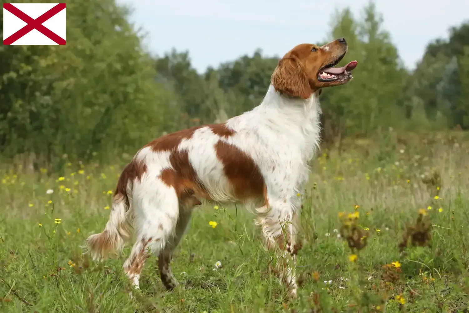 Read more about the article Epagneul Breton breeders and puppies in Alabama