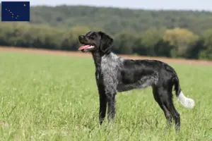 Read more about the article Epagneul Breton breeders and puppies in Alaska