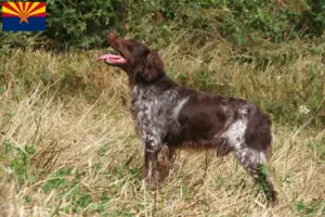 Read more about the article Epagneul Breton breeders and puppies in Arizona