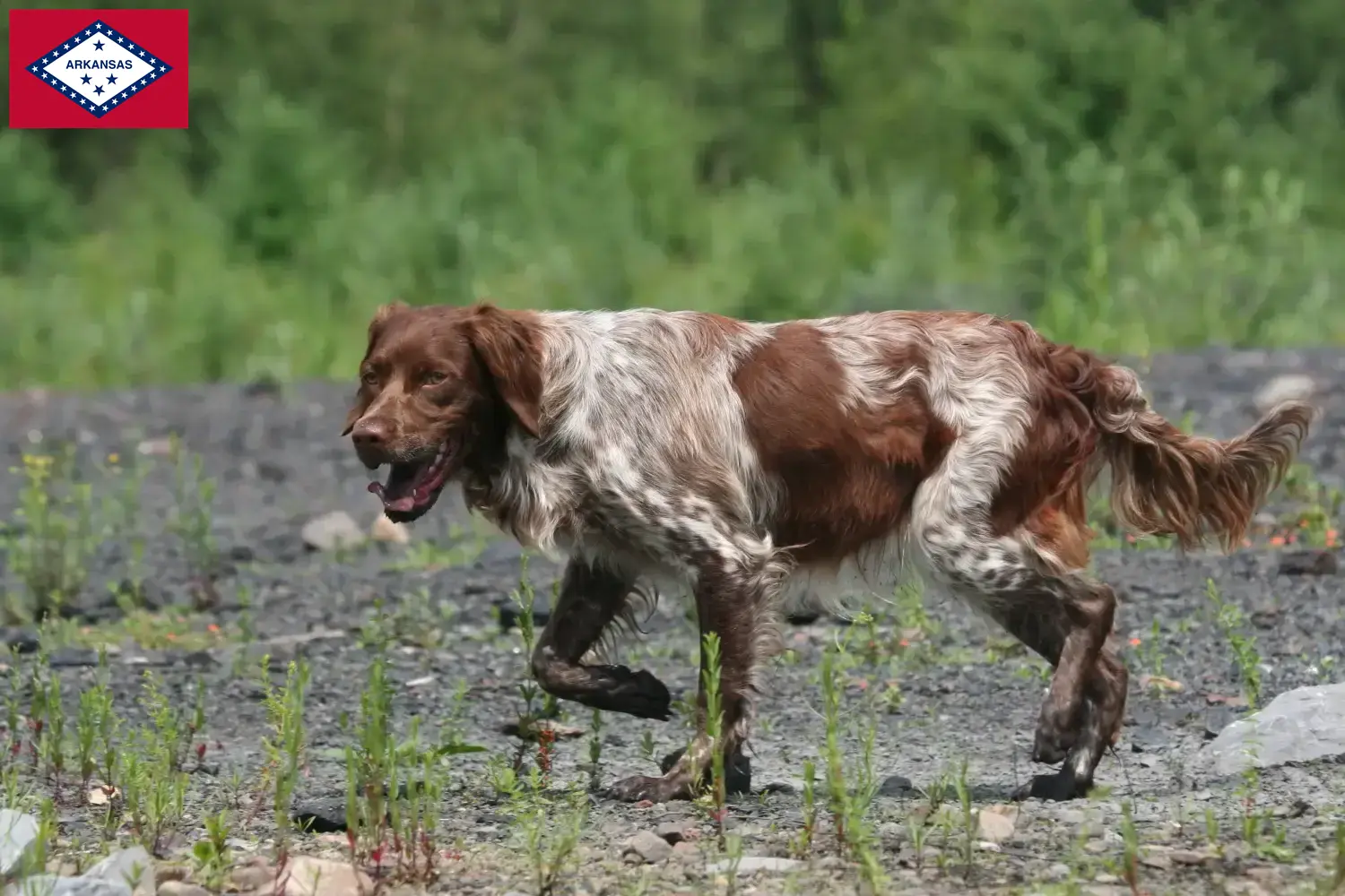 Read more about the article Epagneul Breton breeders and puppies in Arkansas