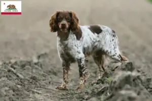 Read more about the article Epagneul Breton breeders and puppies in California