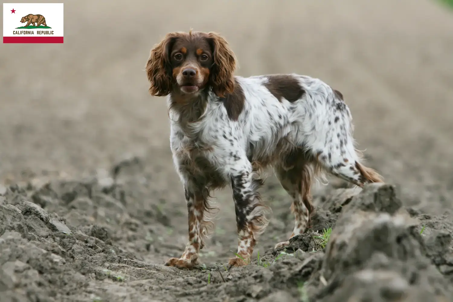 Read more about the article Epagneul Breton breeders and puppies in California