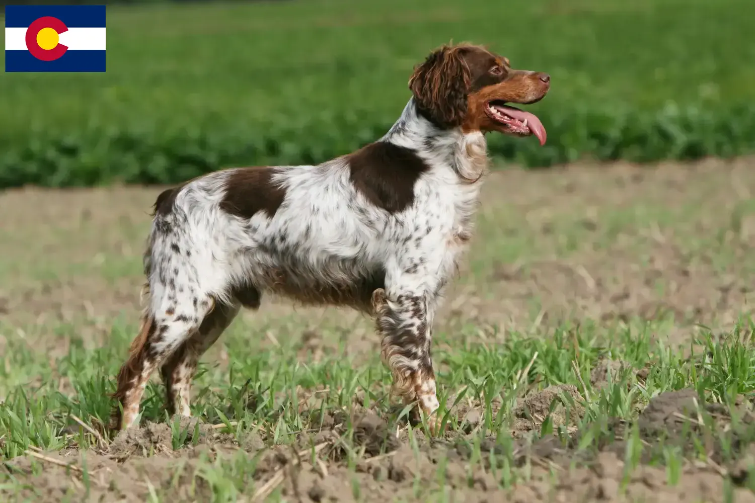 Read more about the article Epagneul Breton breeders and puppies in Colorado