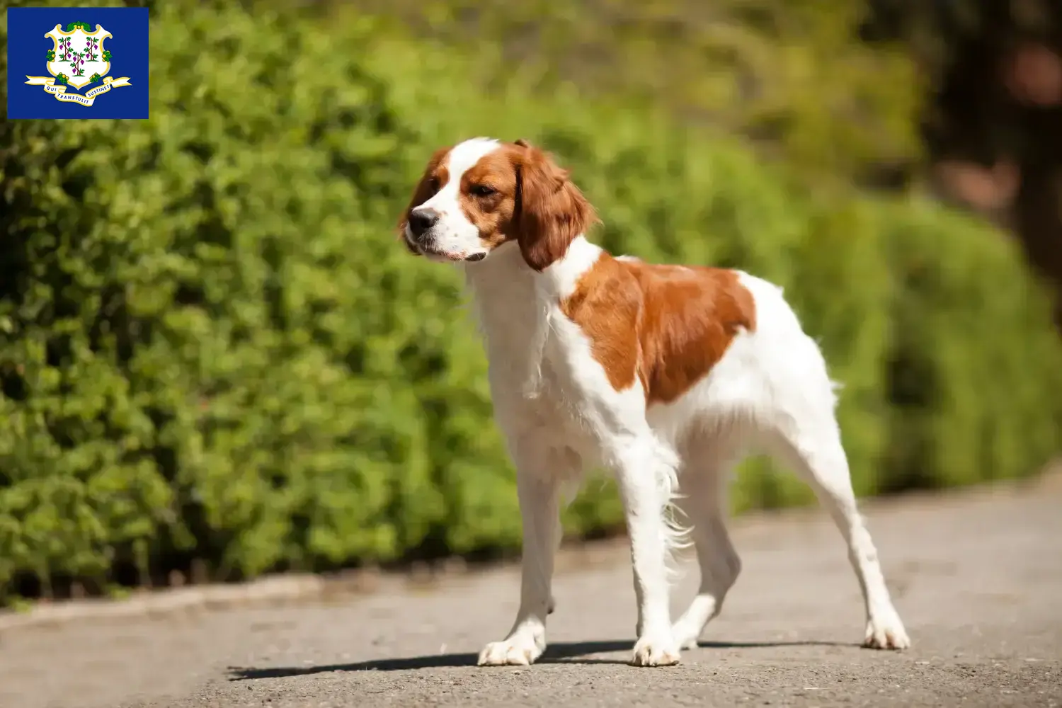 Read more about the article Epagneul Breton breeders and puppies in Connecticut