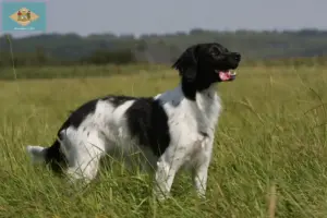 Read more about the article Epagneul Breton breeders and puppies in Delaware