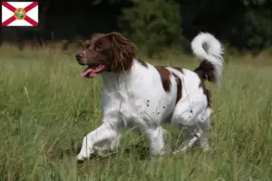 Read more about the article Epagneul Breton breeders and puppies in Florida