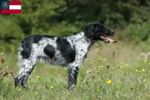 Read more about the article Epagneul Breton breeders and puppies in Georgia