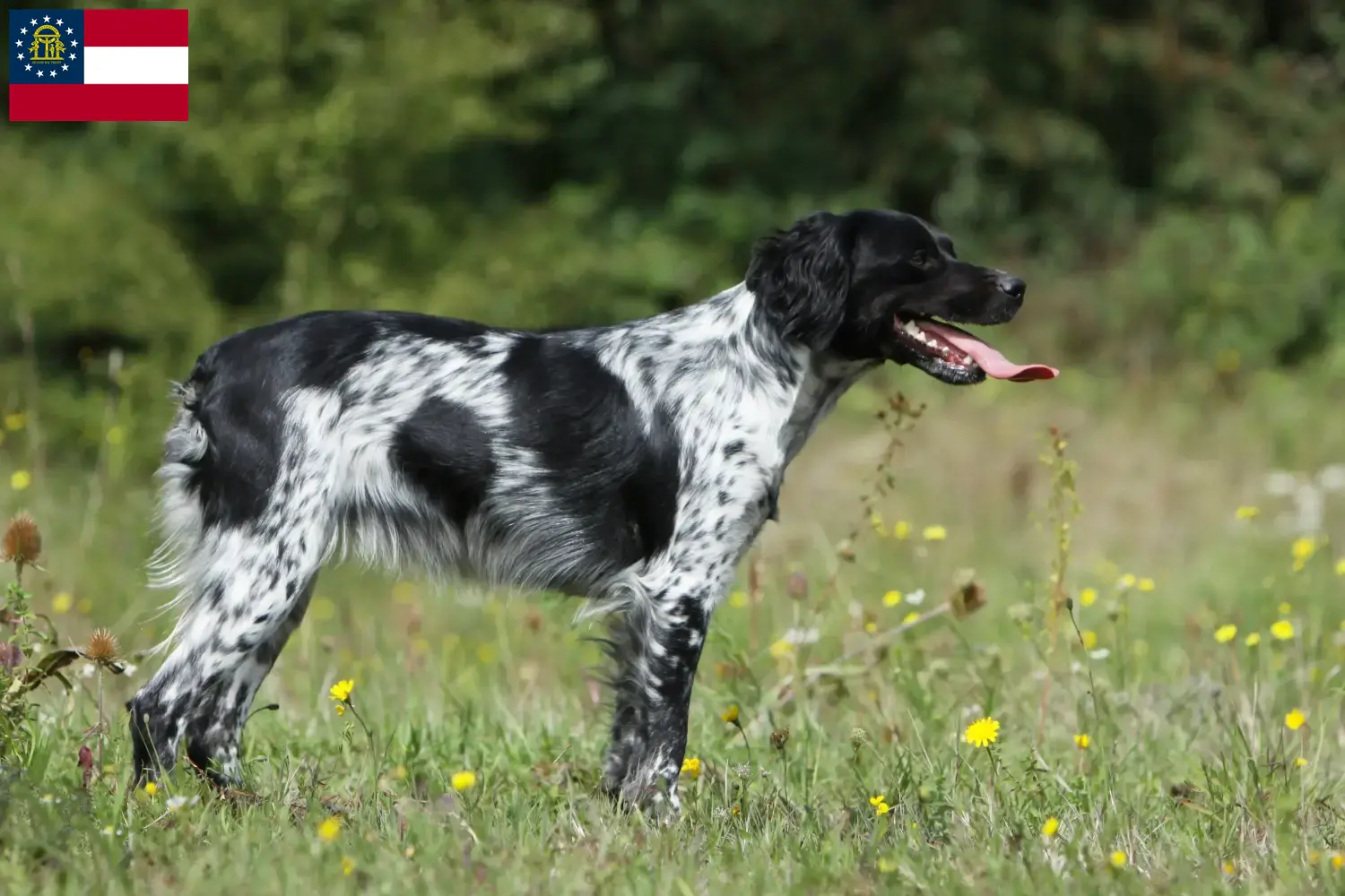 Read more about the article Epagneul Breton breeders and puppies in Georgia