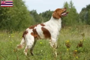 Read more about the article Epagneul Breton breeders and puppies in Hawaii
