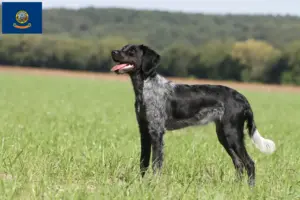 Read more about the article Epagneul Breton breeders and puppies in Idaho