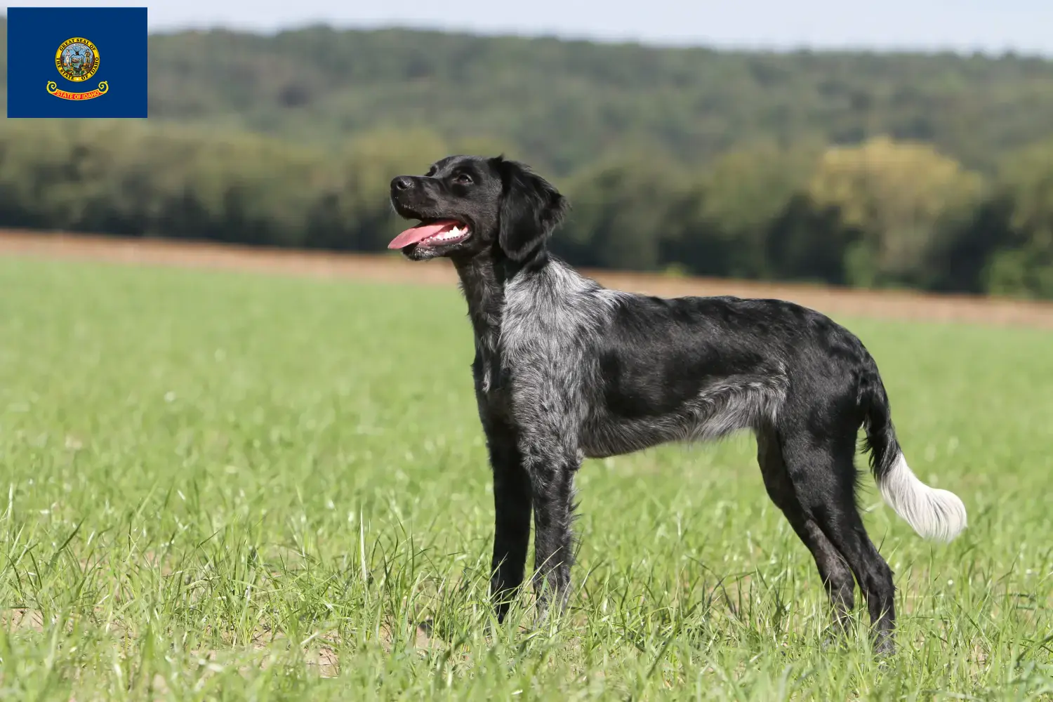 Read more about the article Epagneul Breton breeders and puppies in Idaho