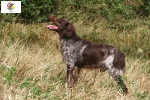 Read more about the article Epagneul Breton breeders and puppies in Illinois