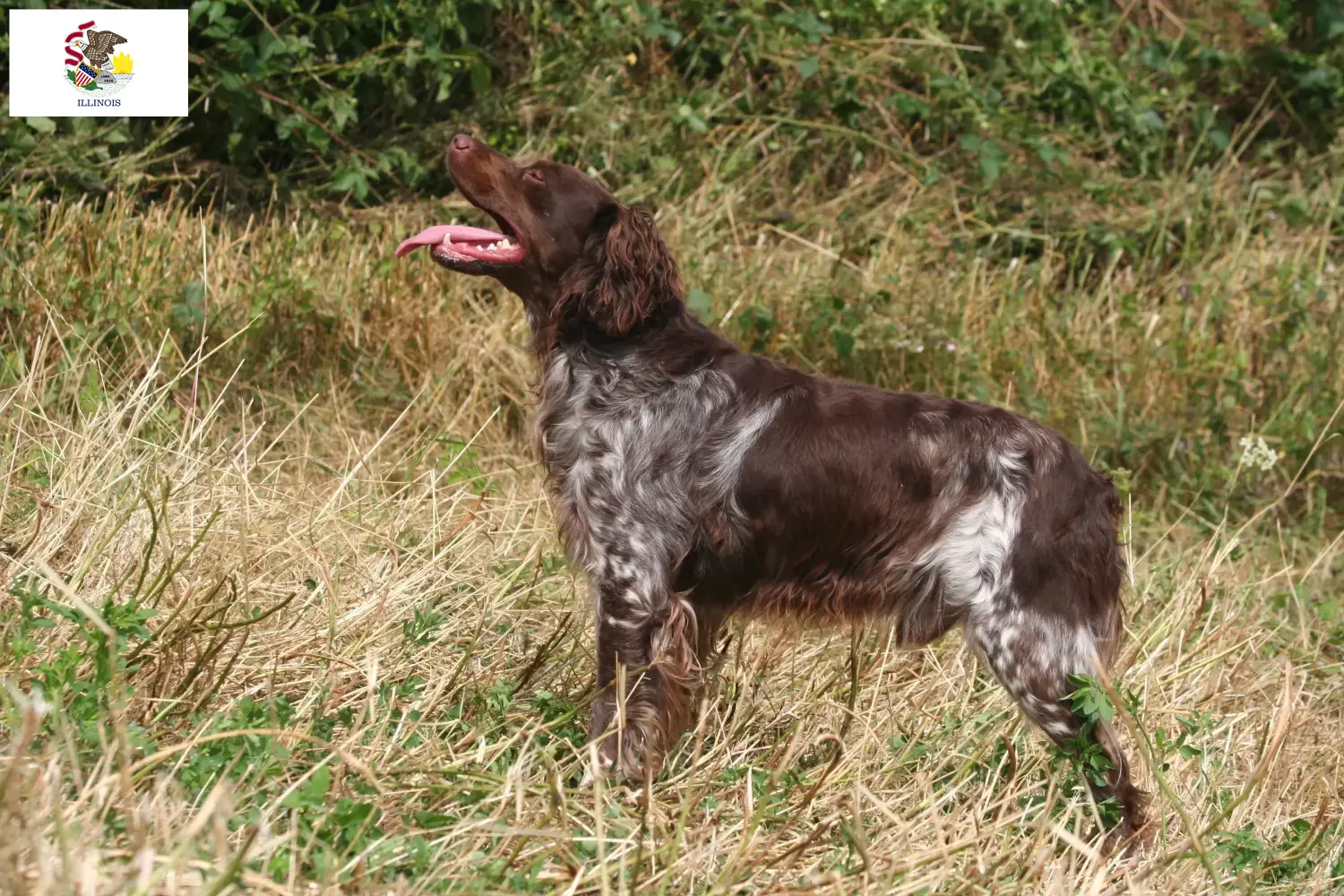 Read more about the article Epagneul Breton breeders and puppies in Illinois