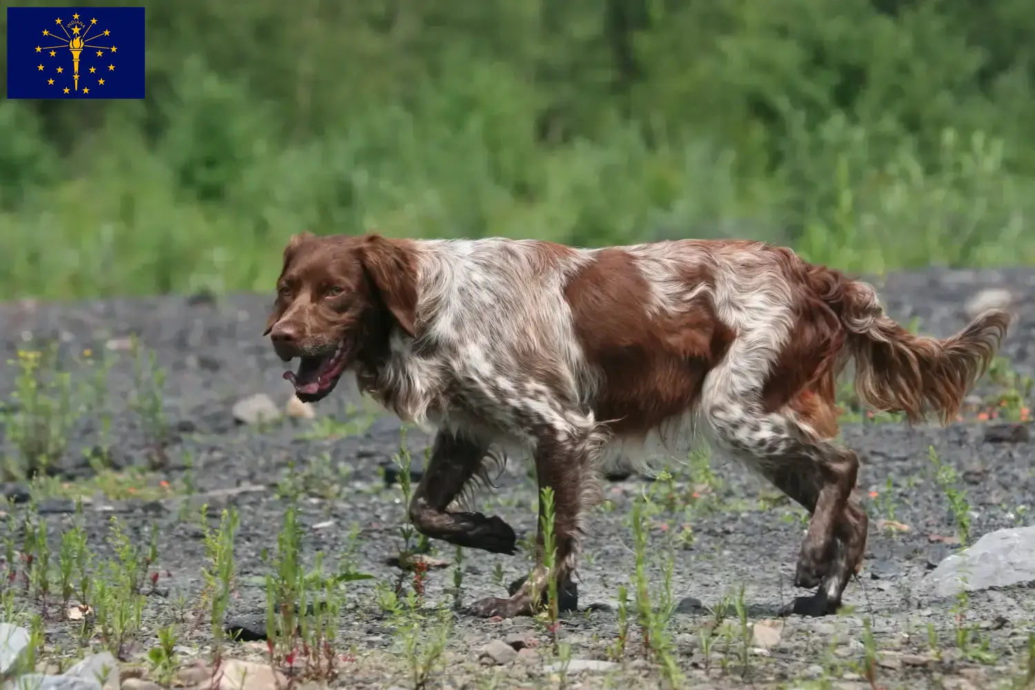 Read more about the article Epagneul Breton breeders and puppies in Indiana