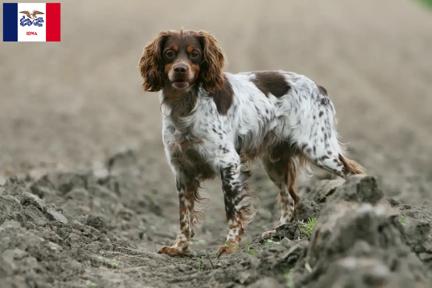 Read more about the article Epagneul Breton breeders and puppies in Iowa