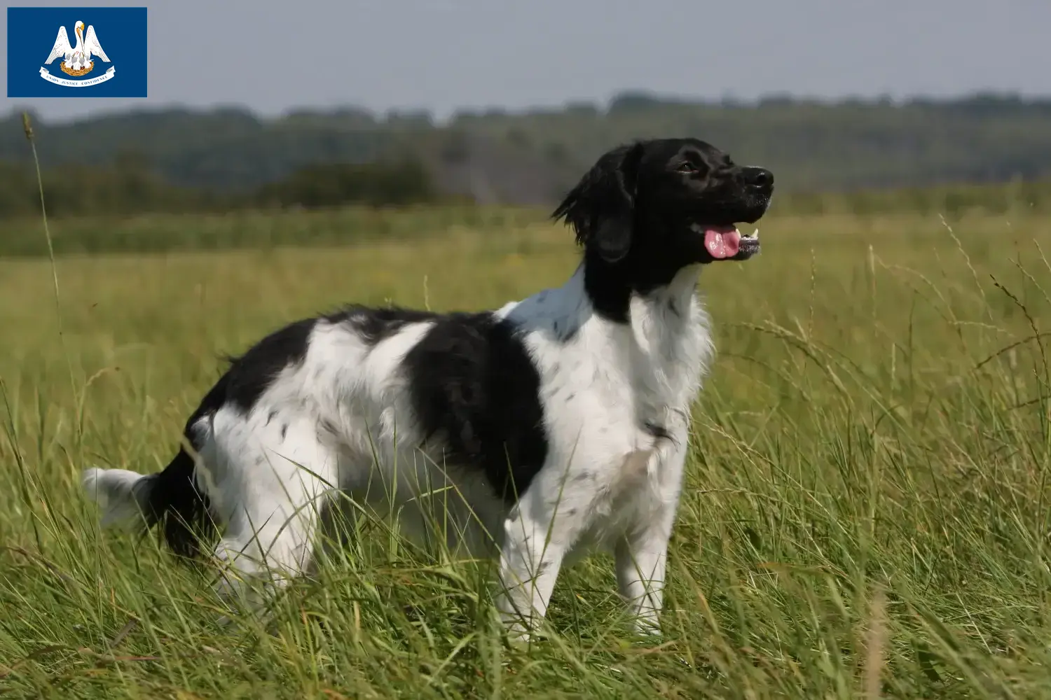 Read more about the article Epagneul Breton breeders and puppies in Louisiana