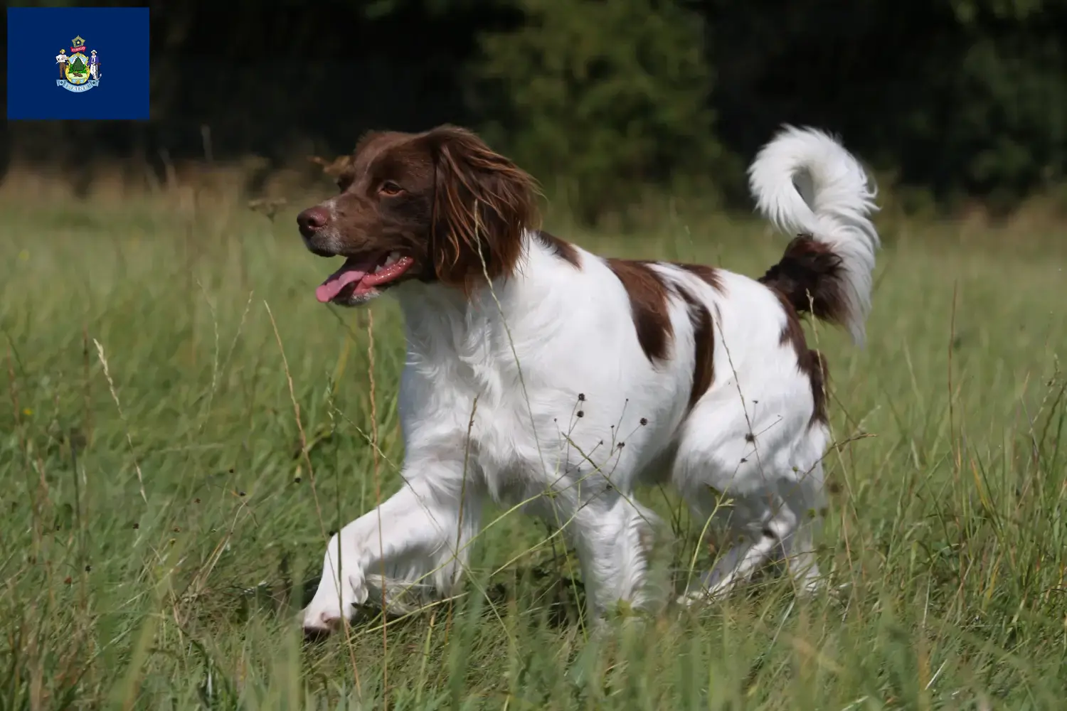 Read more about the article Epagneul Breton breeders and puppies in Maine