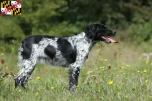 Read more about the article Epagneul Breton breeders and puppies in Maryland