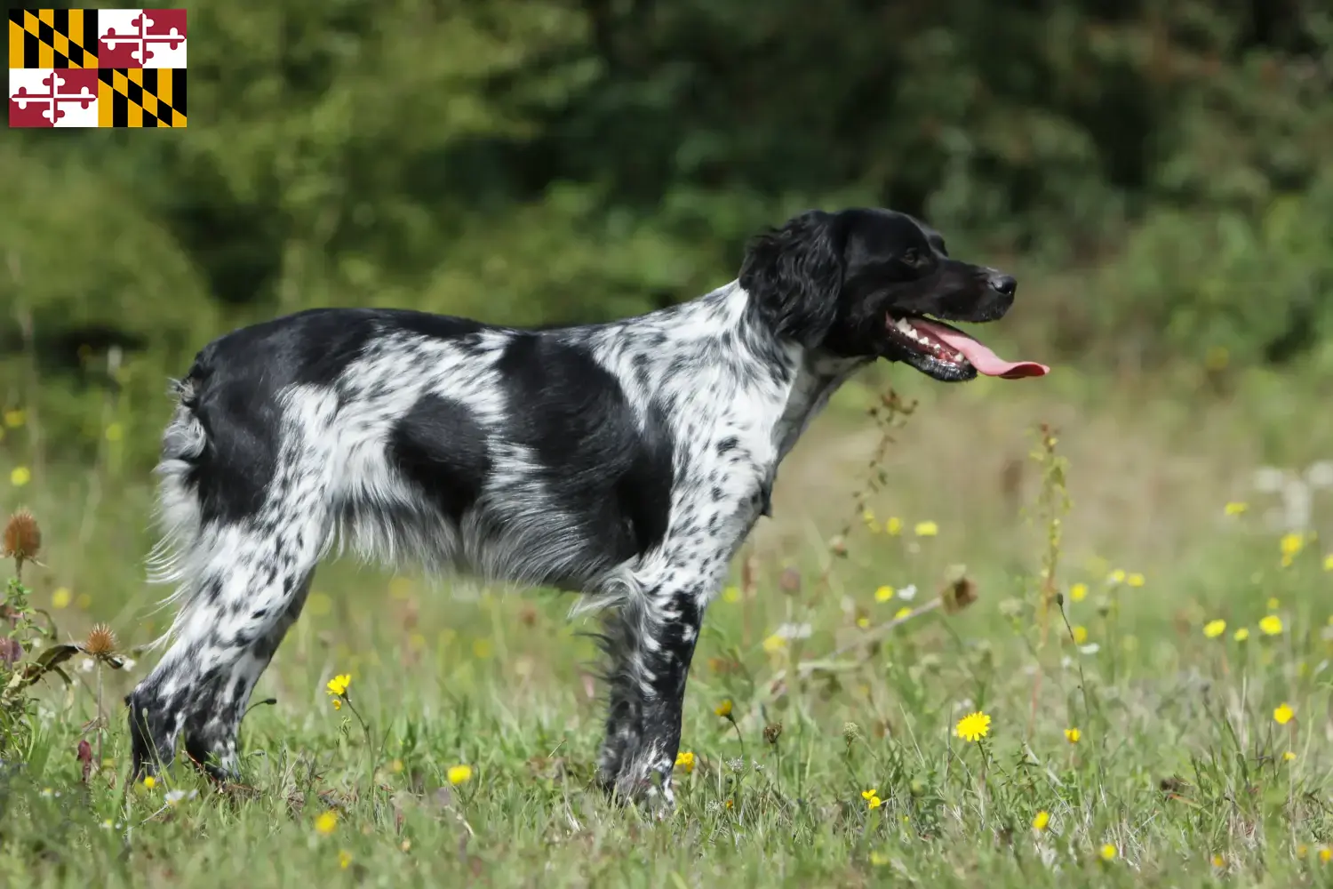 Read more about the article Epagneul Breton breeders and puppies in Maryland