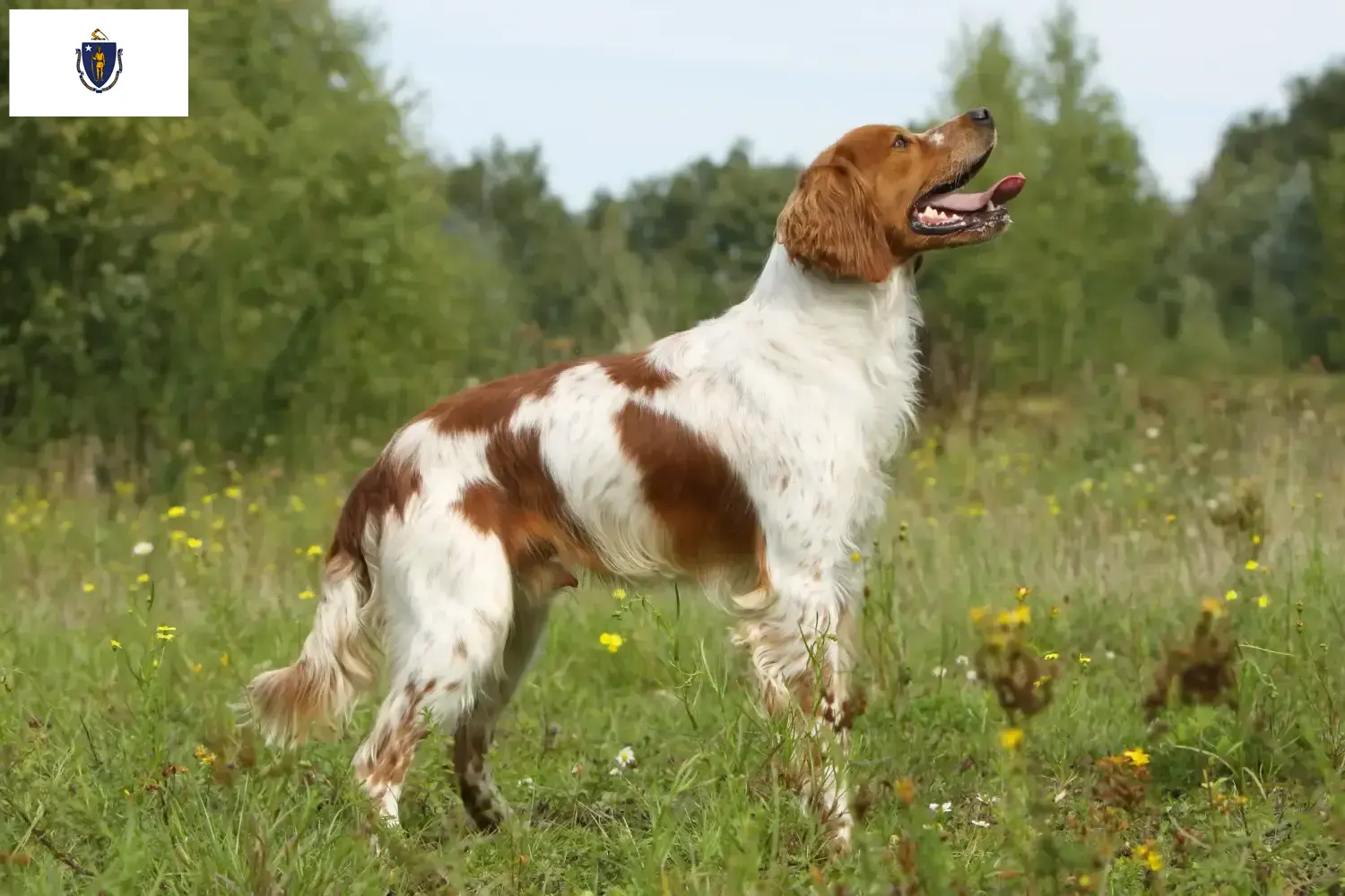 Read more about the article Epagneul Breton breeders and puppies in Massachusetts