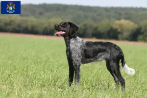 Read more about the article Epagneul Breton breeders and puppies in Michigan