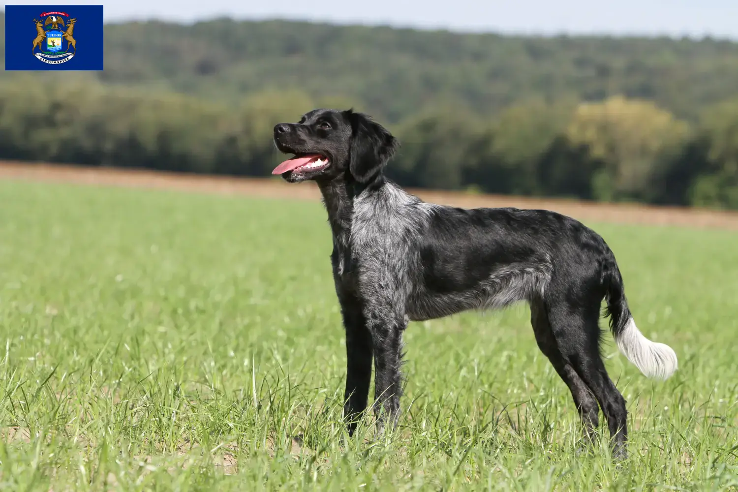 Read more about the article Epagneul Breton breeders and puppies in Michigan