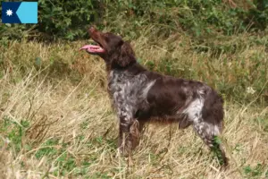 Read more about the article Epagneul Breton breeders and puppies in Minnesota