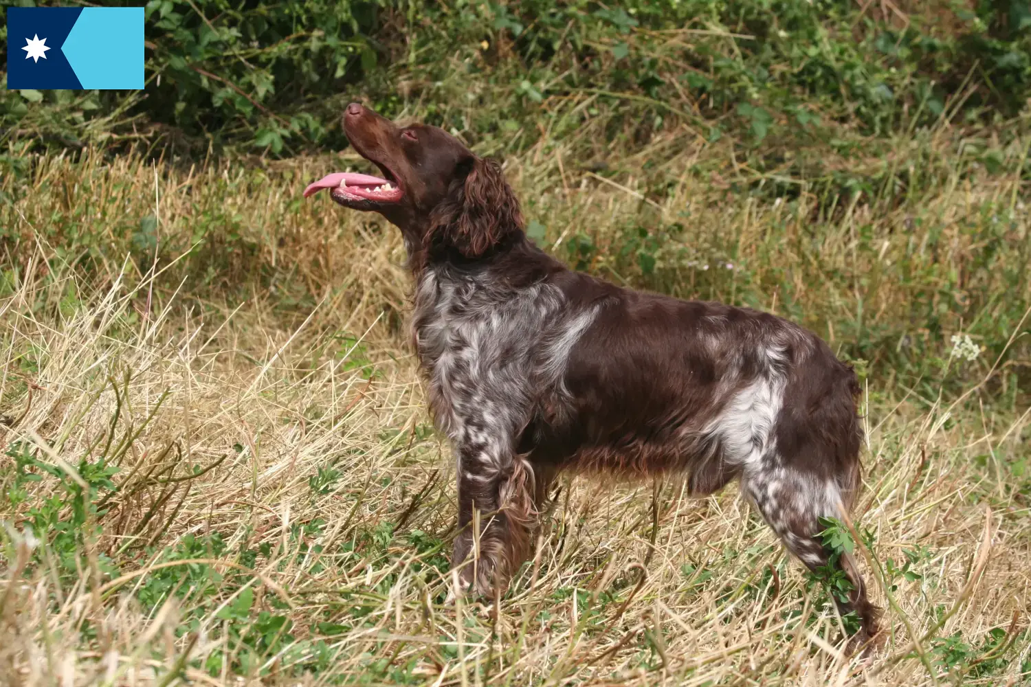 Read more about the article Epagneul Breton breeders and puppies in Minnesota