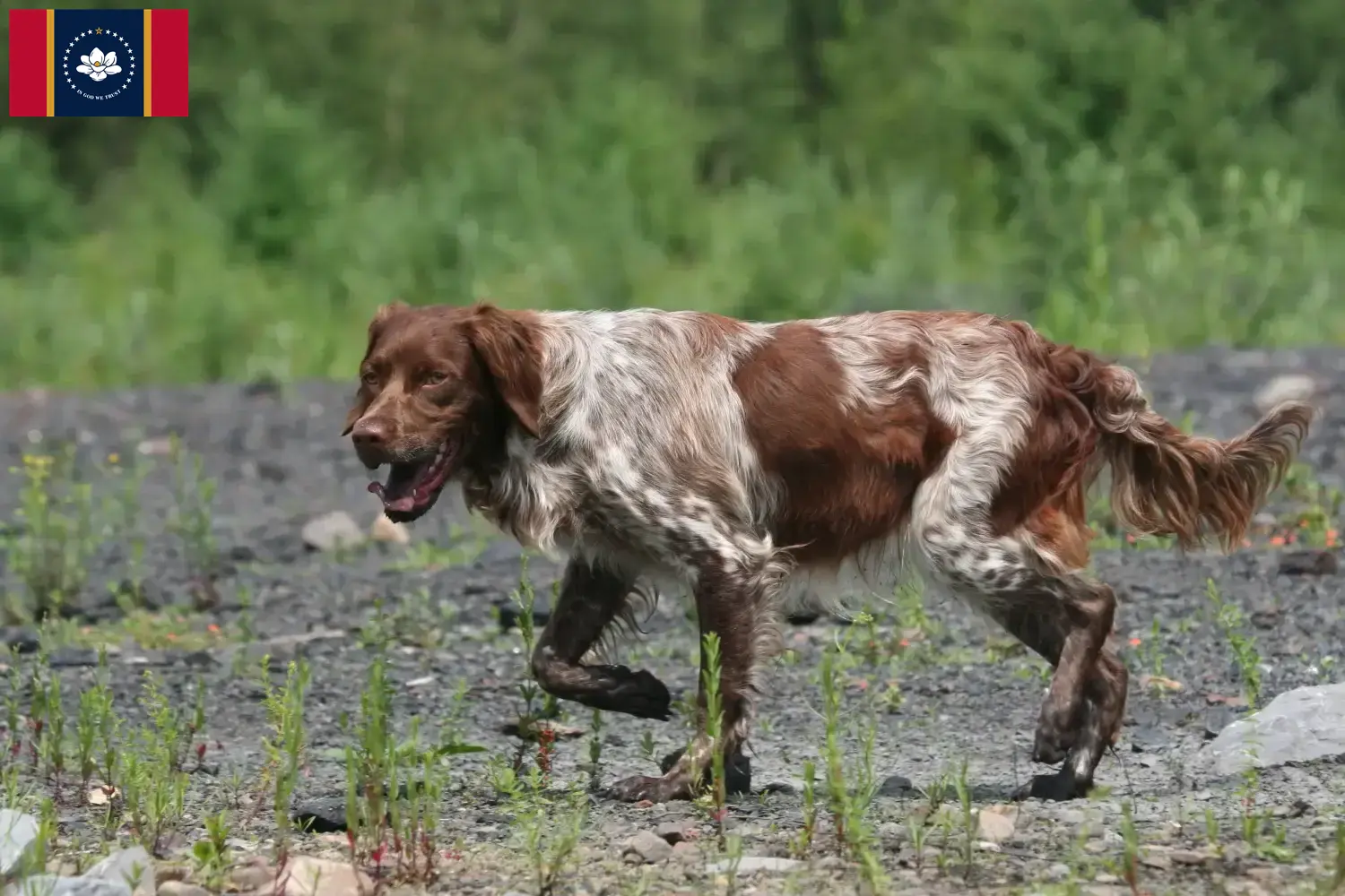 Read more about the article Epagneul Breton breeders and puppies in Mississippi
