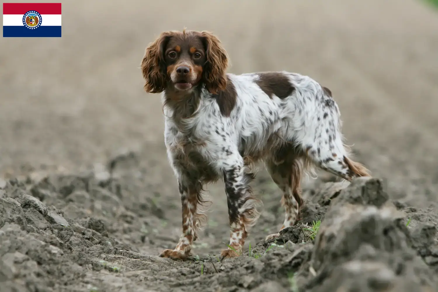Read more about the article Epagneul Breton breeders and puppies in Missouri