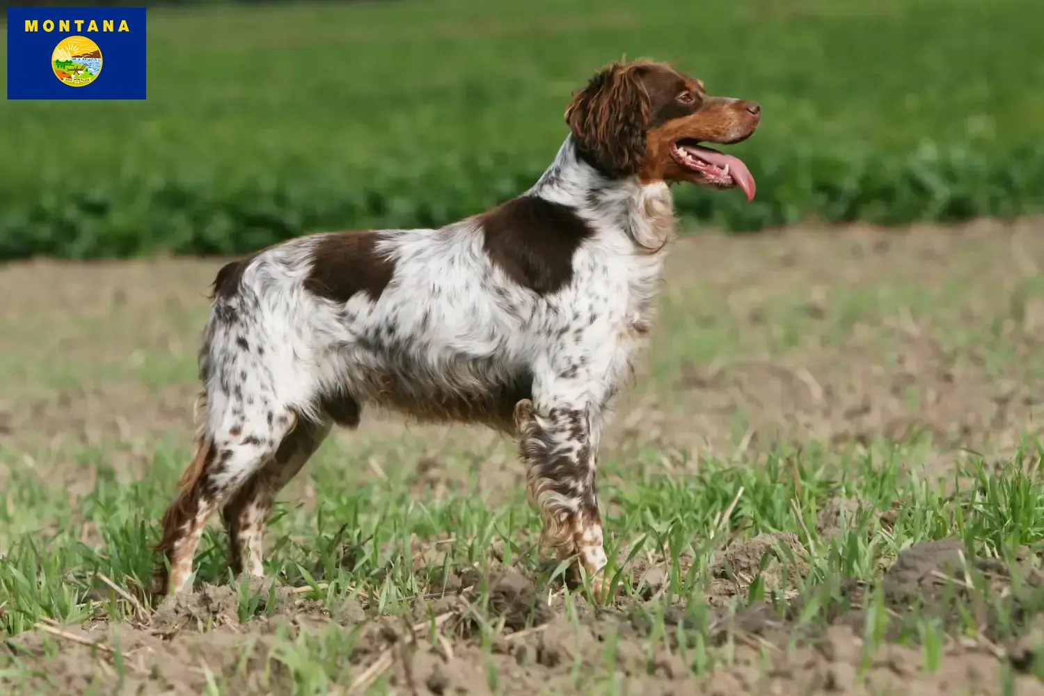 Read more about the article Epagneul Breton breeders and puppies in Montana