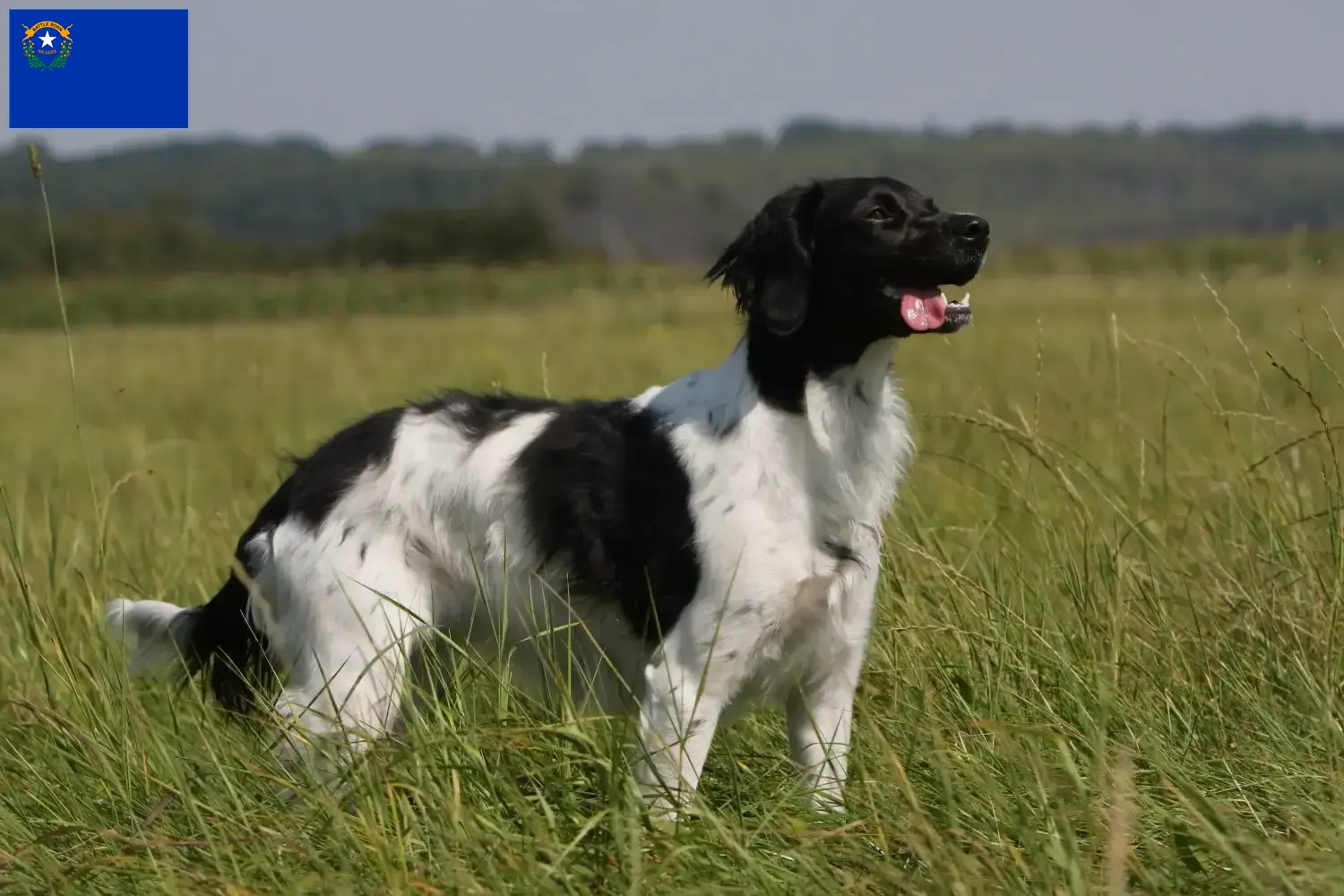 Read more about the article Epagneul Breton breeders and puppies in Nevada
