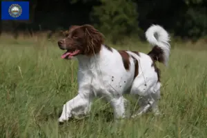 Read more about the article Epagneul Breton breeders and puppies in New Hampshire