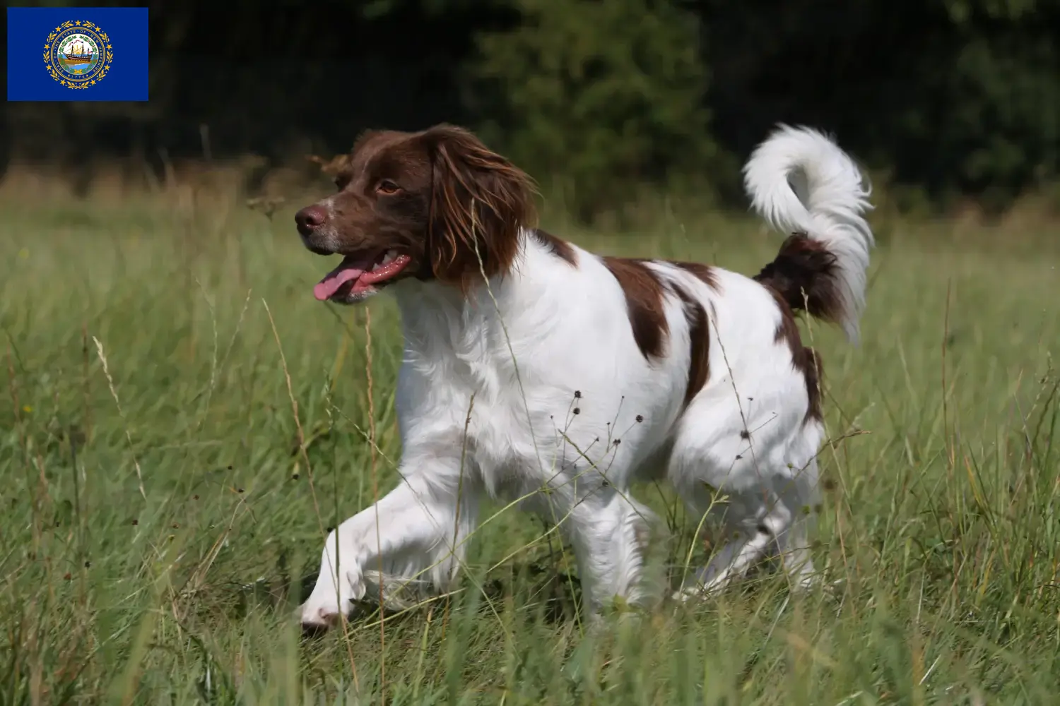 Read more about the article Epagneul Breton breeders and puppies in New Hampshire